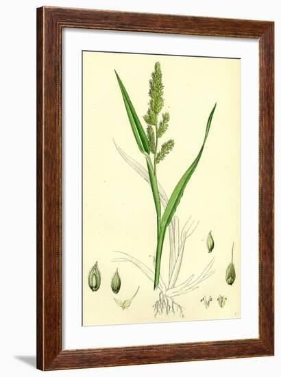 Echinochloa Crus-Galli Loose Panic-Grass-null-Framed Giclee Print