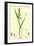 Echinochloa Crus-Galli Loose Panic-Grass-null-Framed Giclee Print