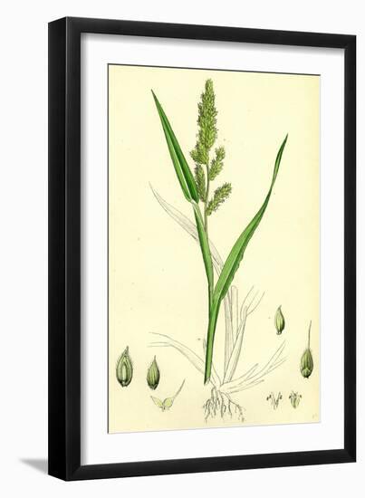 Echinochloa Crus-Galli Loose Panic-Grass-null-Framed Giclee Print
