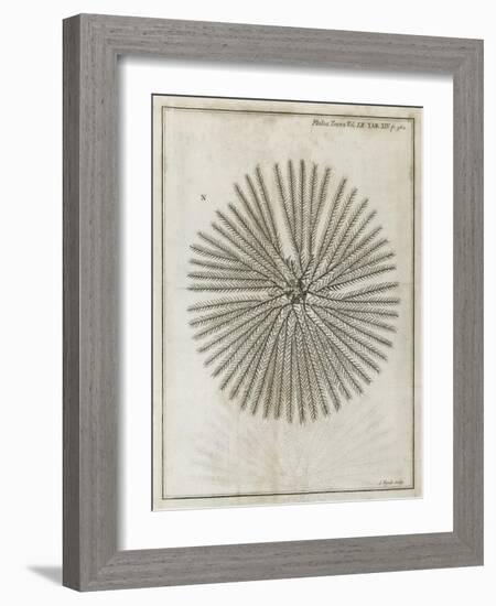 Echinoderm, 18th Century-Middle Temple Library-Framed Photographic Print