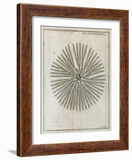 Echinoderm, 18th Century-Middle Temple Library-Framed Photographic Print