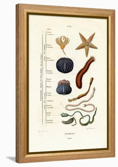 Echinoderms, 1833-39-null-Framed Premier Image Canvas