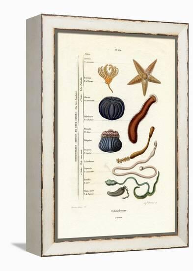 Echinoderms, 1833-39-null-Framed Premier Image Canvas