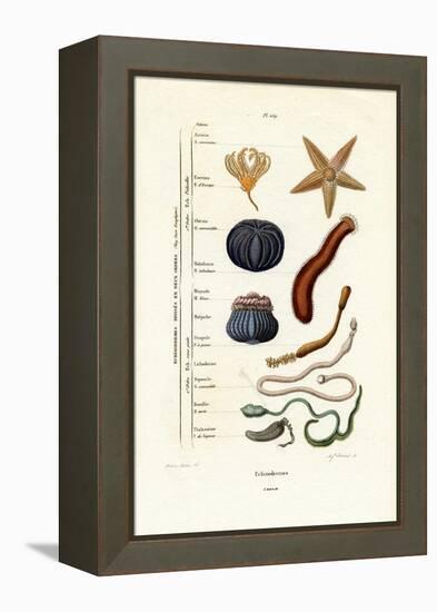 Echinoderms, 1833-39-null-Framed Premier Image Canvas