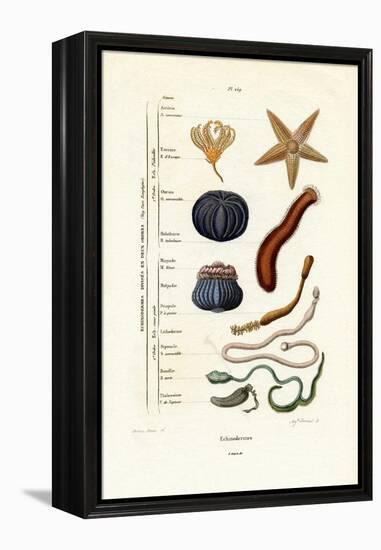 Echinoderms, 1833-39-null-Framed Premier Image Canvas