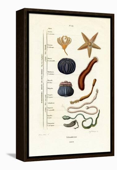 Echinoderms, 1833-39-null-Framed Premier Image Canvas