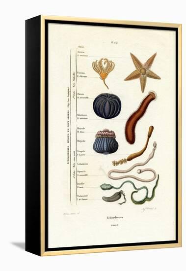 Echinoderms, 1833-39-null-Framed Premier Image Canvas