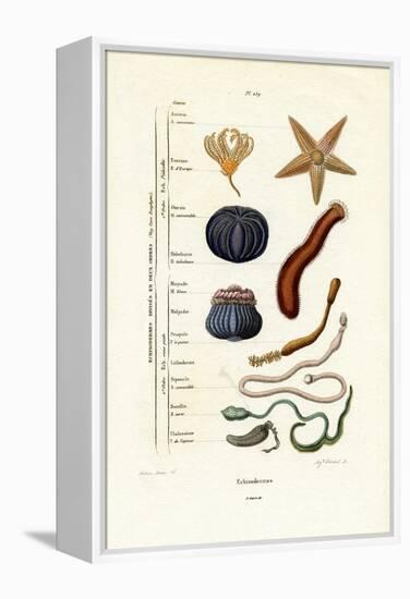 Echinoderms, 1833-39-null-Framed Premier Image Canvas