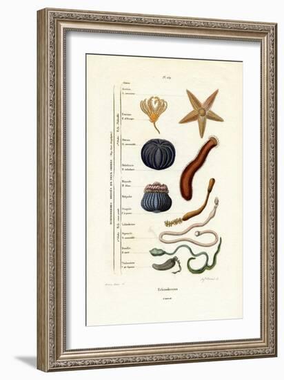 Echinoderms, 1833-39-null-Framed Giclee Print