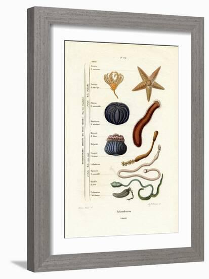 Echinoderms, 1833-39-null-Framed Giclee Print