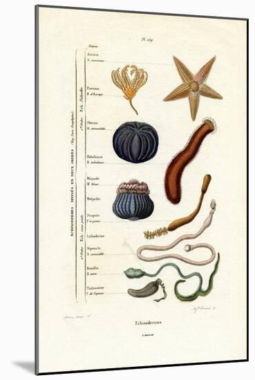 Echinoderms, 1833-39-null-Mounted Giclee Print