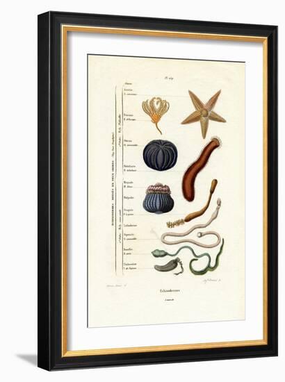 Echinoderms, 1833-39-null-Framed Giclee Print