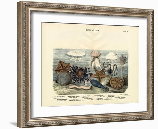 Echinoderms, C.1860-null-Framed Giclee Print