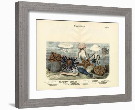 Echinoderms, C.1860-null-Framed Giclee Print