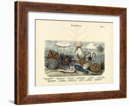 Echinoderms, C.1860-null-Framed Giclee Print