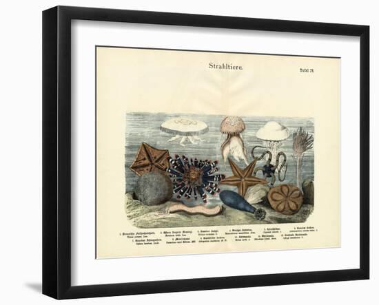 Echinoderms, C.1860-null-Framed Giclee Print