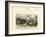 Echinoderms, C.1860-null-Framed Giclee Print