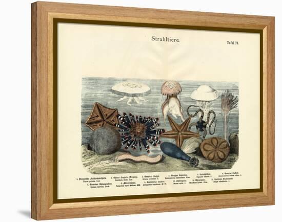 Echinoderms, C.1860-null-Framed Premier Image Canvas