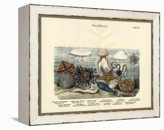 Echinoderms, C.1860-null-Framed Premier Image Canvas