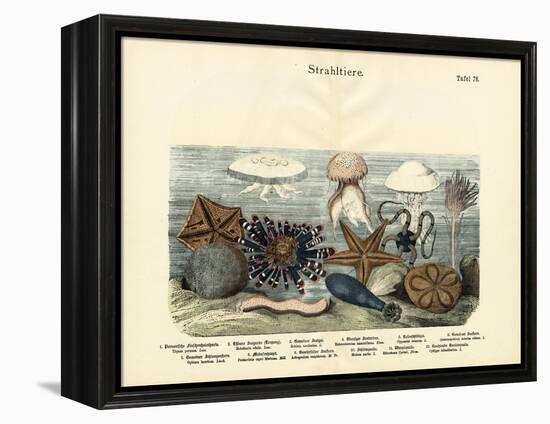 Echinoderms, C.1860-null-Framed Premier Image Canvas