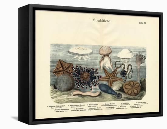 Echinoderms, C.1860-null-Framed Premier Image Canvas