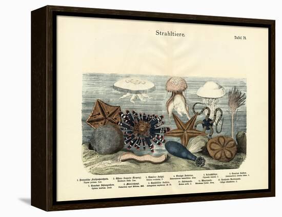 Echinoderms, C.1860-null-Framed Premier Image Canvas