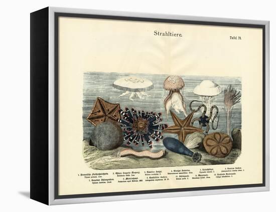 Echinoderms, C.1860-null-Framed Premier Image Canvas