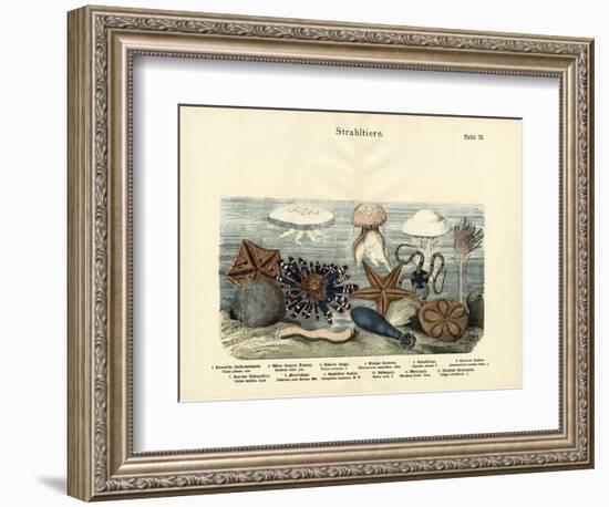 Echinoderms, C.1860-null-Framed Giclee Print