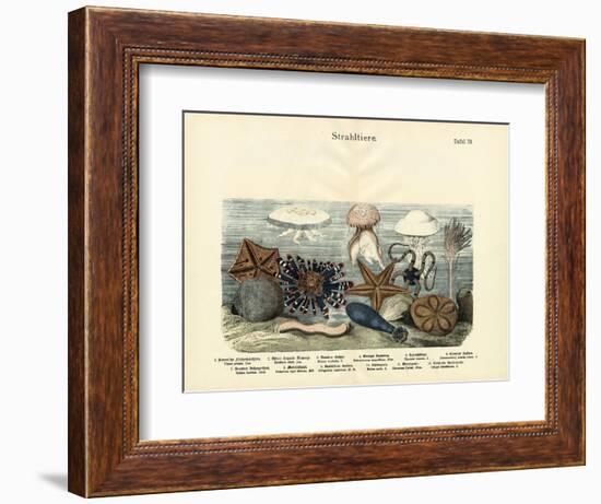 Echinoderms, C.1860-null-Framed Giclee Print