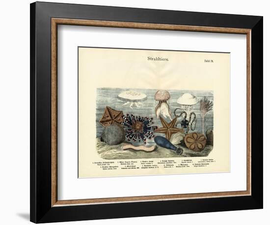 Echinoderms, C.1860-null-Framed Giclee Print