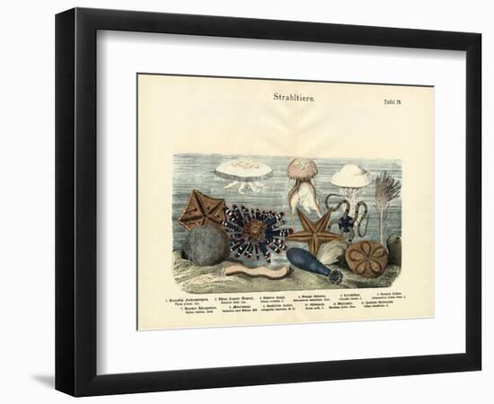 Echinoderms, C.1860-null-Framed Giclee Print