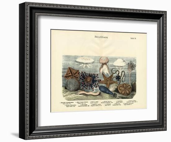 Echinoderms, C.1860-null-Framed Giclee Print