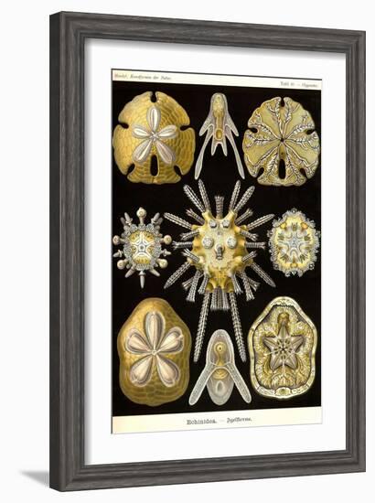 Echinoderms-Ernst Haeckel-Framed Art Print