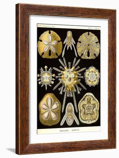 Echinoderms-Ernst Haeckel-Framed Art Print