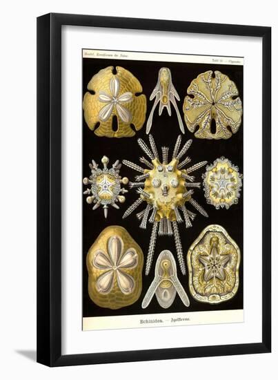 Echinoderms-Ernst Haeckel-Framed Art Print