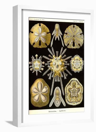 Echinoderms-Ernst Haeckel-Framed Art Print