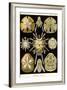 Echinoderms-Ernst Haeckel-Framed Art Print