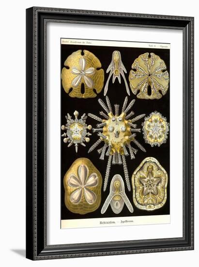 Echinoderms-Ernst Haeckel-Framed Art Print