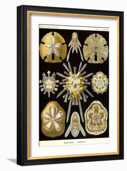 Echinoderms-Ernst Haeckel-Framed Art Print