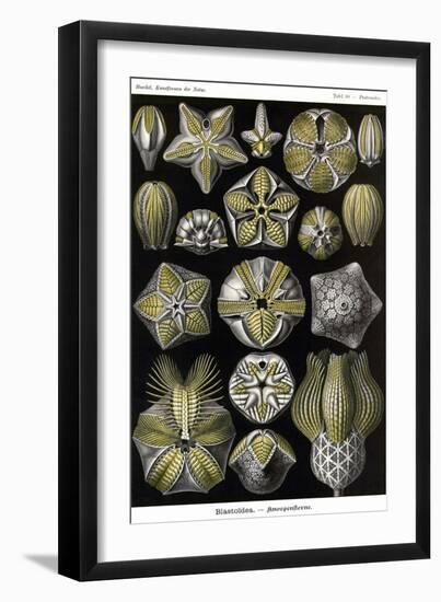 Echinoderms-Ernst Haeckel-Framed Art Print