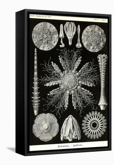 Echinoderms-Ernst Haeckel-Framed Stretched Canvas