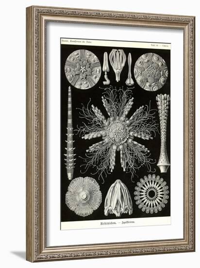 Echinoderms-Ernst Haeckel-Framed Art Print