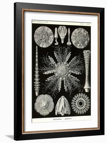 Echinoderms-Ernst Haeckel-Framed Art Print