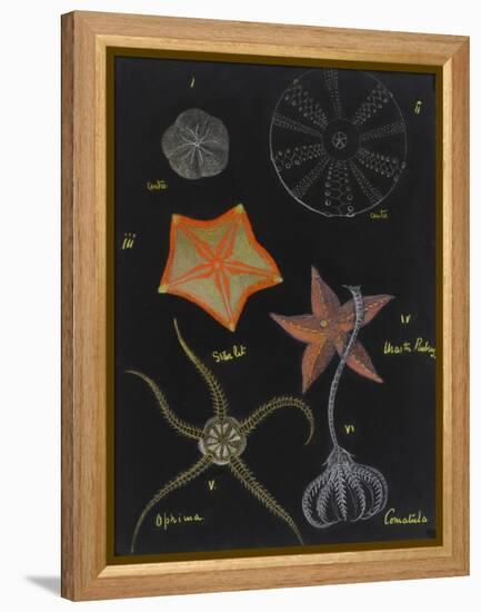 Echinoderms-Philip Henry Gosse-Framed Premier Image Canvas