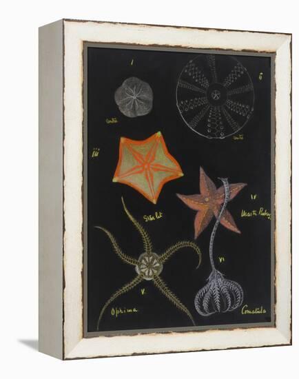 Echinoderms-Philip Henry Gosse-Framed Premier Image Canvas