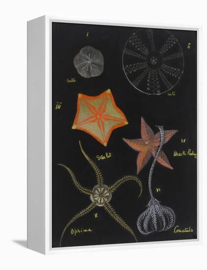 Echinoderms-Philip Henry Gosse-Framed Premier Image Canvas