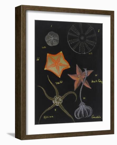 Echinoderms-Philip Henry Gosse-Framed Giclee Print