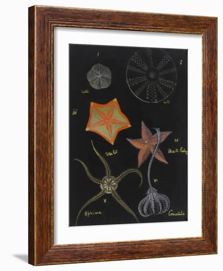 Echinoderms-Philip Henry Gosse-Framed Giclee Print