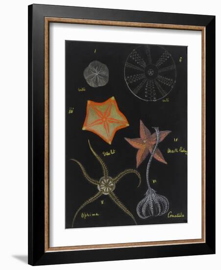 Echinoderms-Philip Henry Gosse-Framed Giclee Print