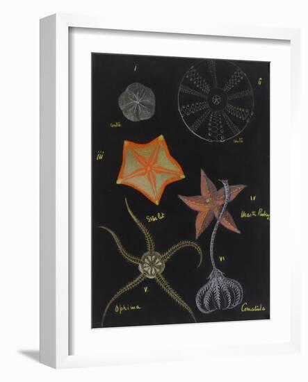 Echinoderms-Philip Henry Gosse-Framed Giclee Print